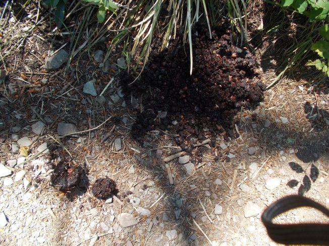 Definitely makes the 5-a-day of huckleberries...