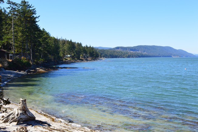 An ocean bay surrounded by forest