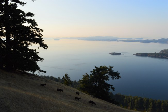 Feral goats on a mountainside overlooking ocean