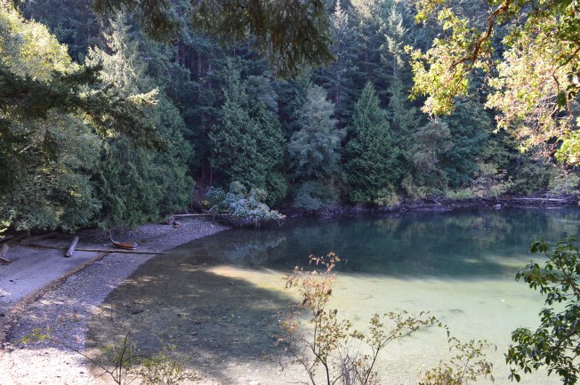 A quiet bay surrounded by forest