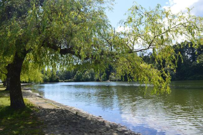 Tree hanging over a lake on a sunny day