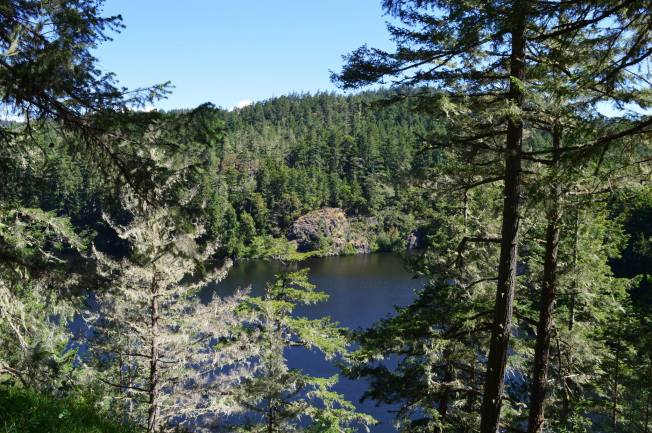 A lake surrounded by trees