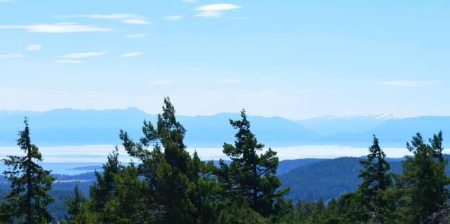 Snow-capped mountains behind fir trees